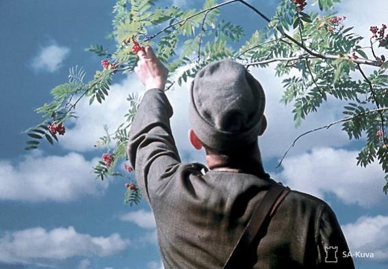 En soldat sträcker sig efter bären från ett rönnbärsträd.